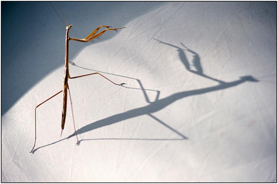  : Natural History : Editorial Photography : Carl D. Walsh Photographer: Portrait Photography : Natural History Photographer