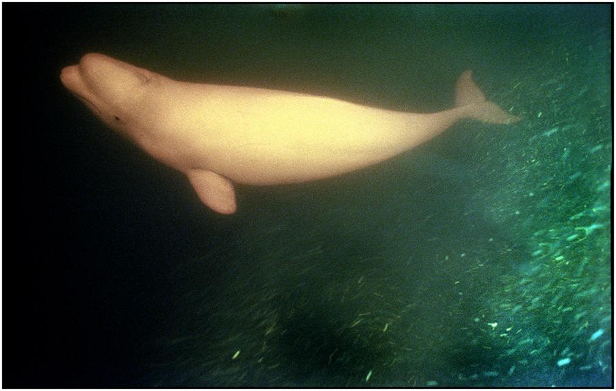 : Saguenay Fjord : Editorial Photography : Carl D. Walsh Photographer: Portrait Photography : Natural History Photographer