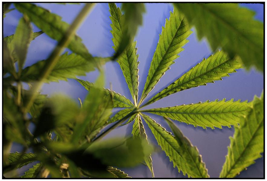  : Medical Marijuana : Editorial Photography : Carl D. Walsh Photographer: Portrait Photography : Natural History Photographer