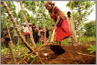 Great Lakes Cassava Initiative