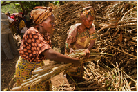 Cassava seed is distributed to a happy GLCI beneficiary in the Dem. Rep. of Congo. 