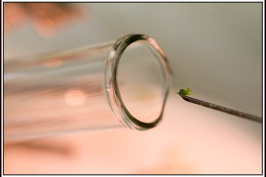 A Cassava plant is cloned in a Kenyan laboratory to create disease tolerant seed. : Great Lakes Cassava Initiative : Editorial Photography : Carl D. Walsh Photographer: Portrait Photography : Natural History Photographer
