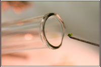 A Cassava plant is cloned in a Kenyan laboratory to create disease tolerant seed.