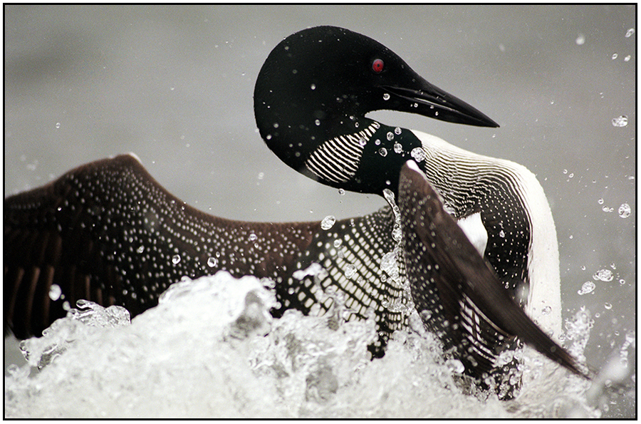  : Natural History : Editorial Photography : Carl D. Walsh Photographer: Portrait Photography : Natural History Photographer