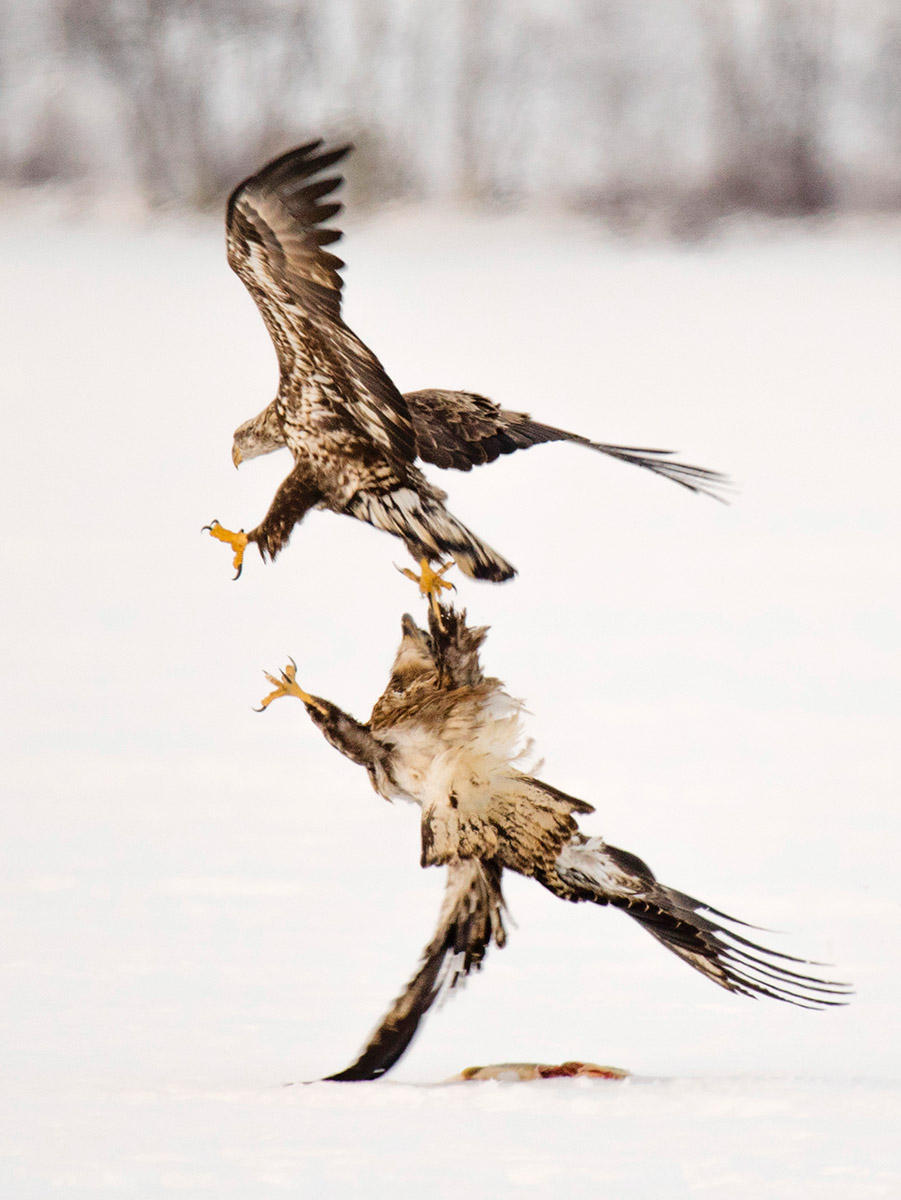 An immature bald eagle fends off a rival while protecting a fish left by fishermen on a frozen Maine lake.