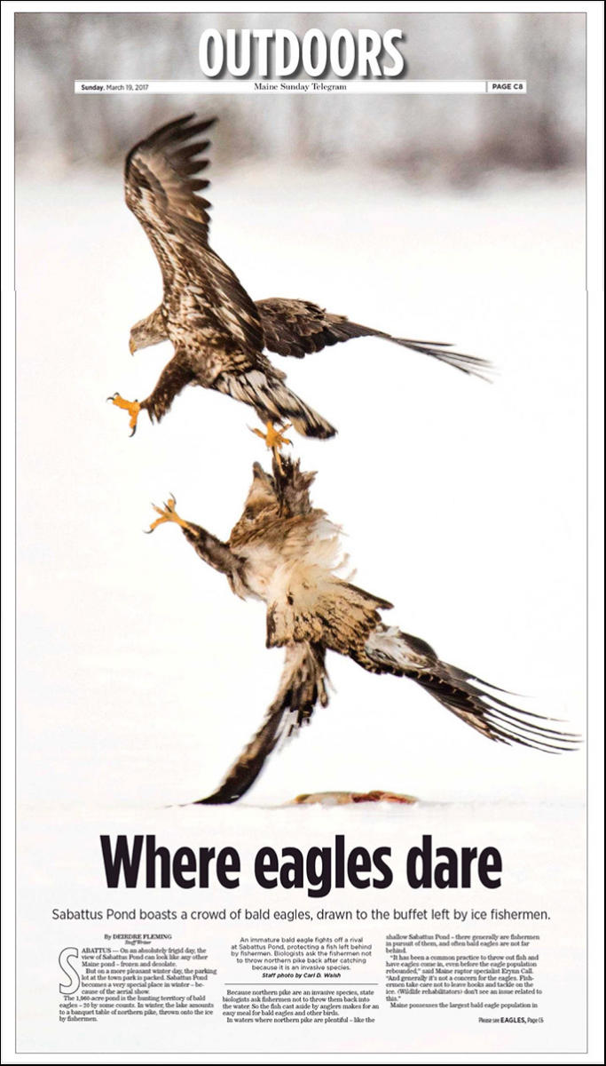 An immature bald eagle fends off a rival while protecting a pike left by fishermen.on the ice by fishermen.