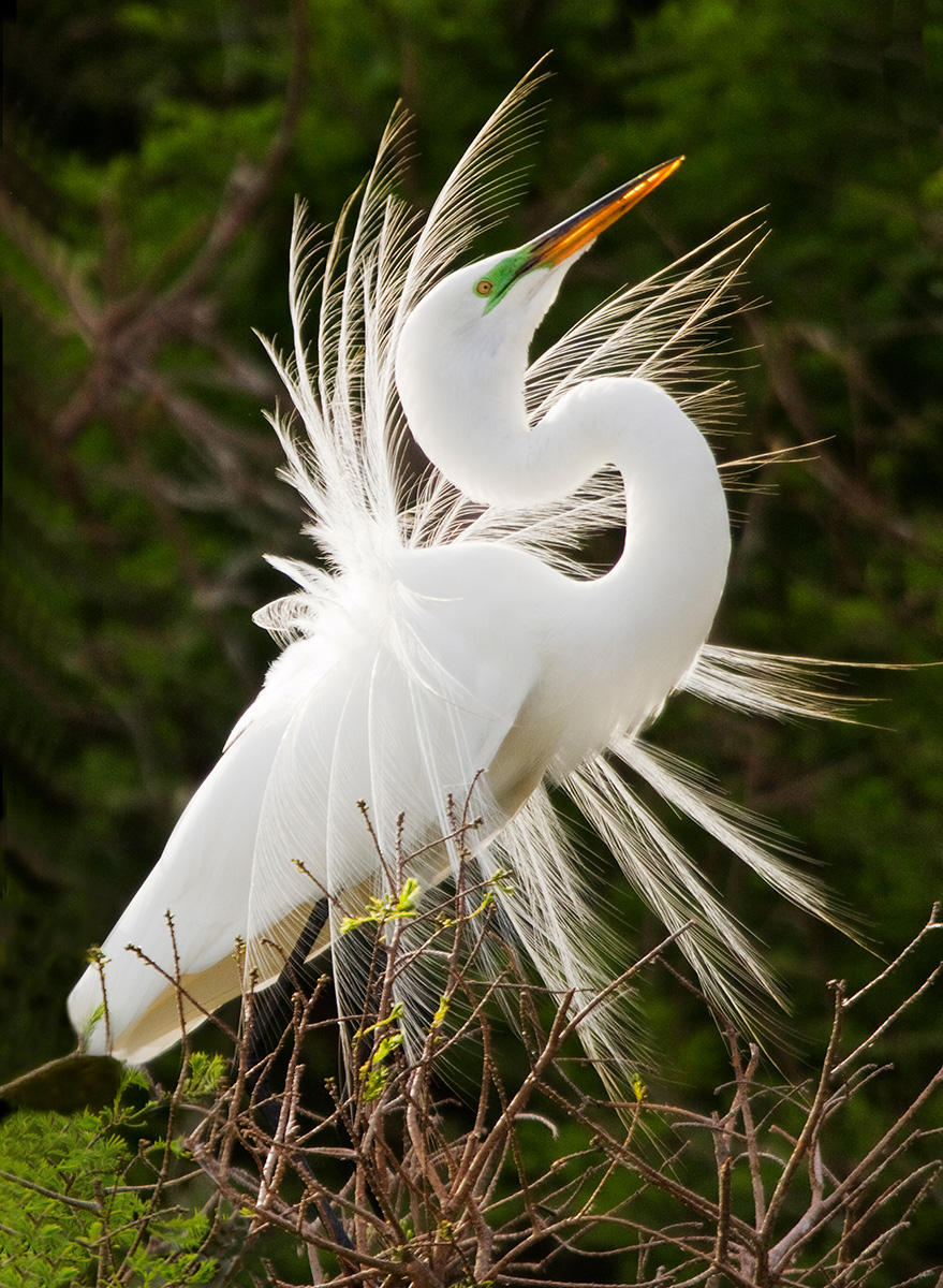 A male great egret displays his beauty while nesting on Florida's Gulf coast.
