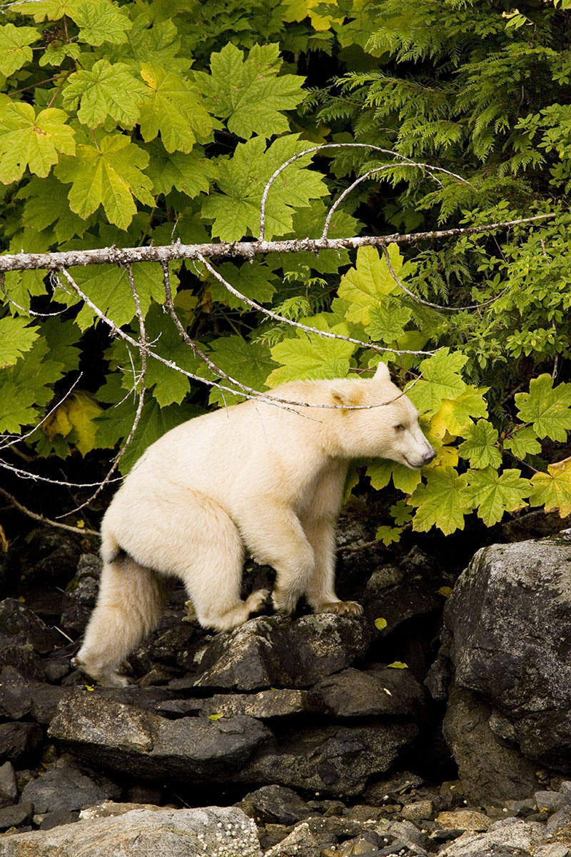 A spirit bear, an often white subspecies of the American black bear, walks along the coast in British Columbia.