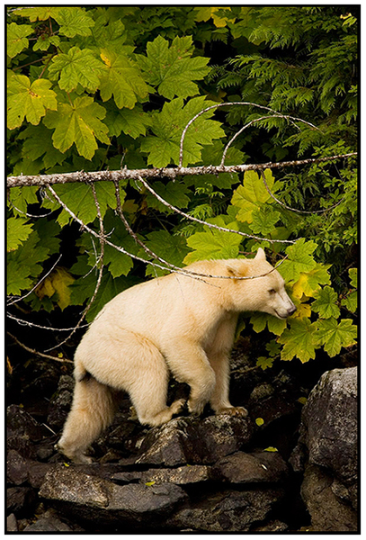  : Natural History : Editorial Photography : Carl D. Walsh Photographer: Portrait Photography : Natural History Photographer