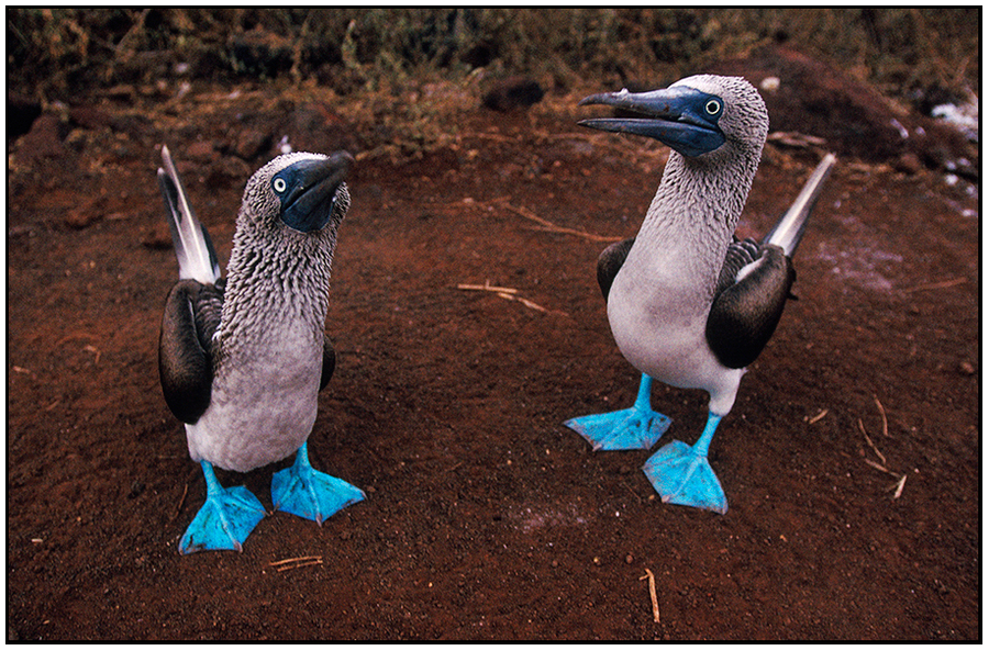  : Natural History : Editorial Photography : Carl D. Walsh Photographer: Portrait Photography : Natural History Photographer