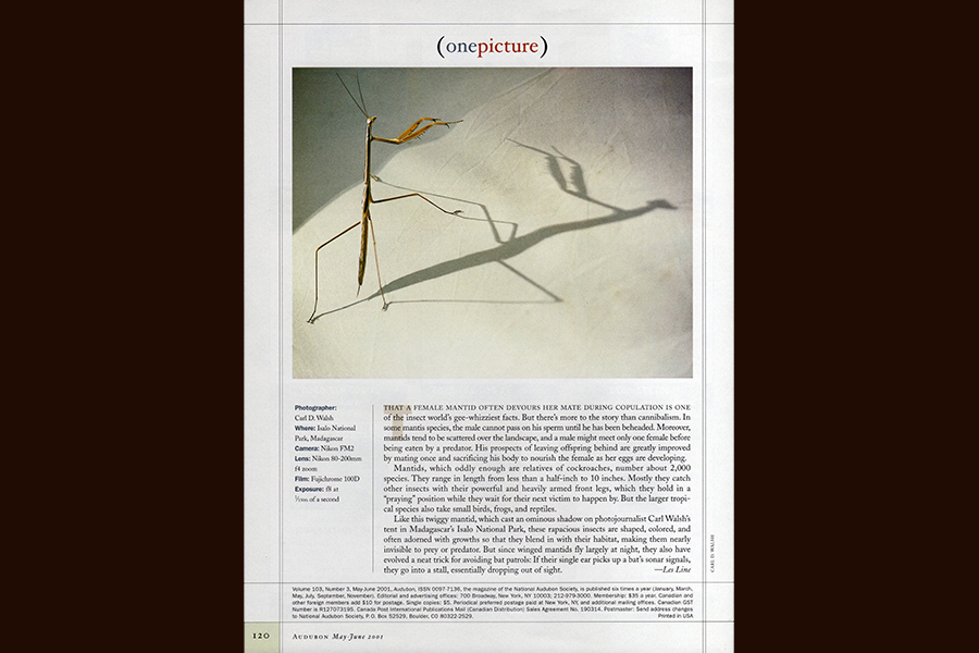 Audubon Magazine : Published : Editorial Photography : Carl D. Walsh Photographer: Portrait Photography : Natural History Photographer
