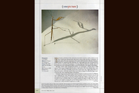 Audubon Magazine