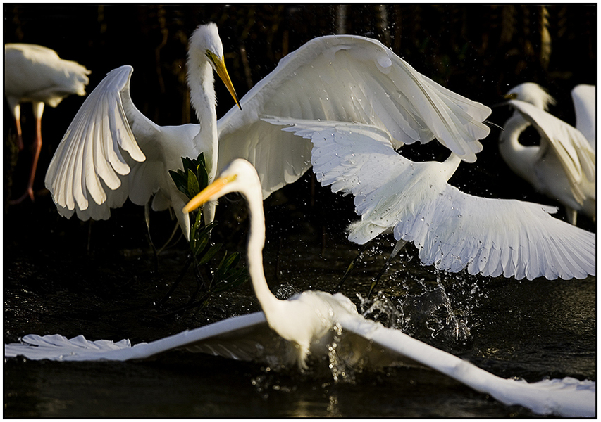  : Natural History : Editorial Photography : Carl D. Walsh Photographer: Portrait Photography : Natural History Photographer