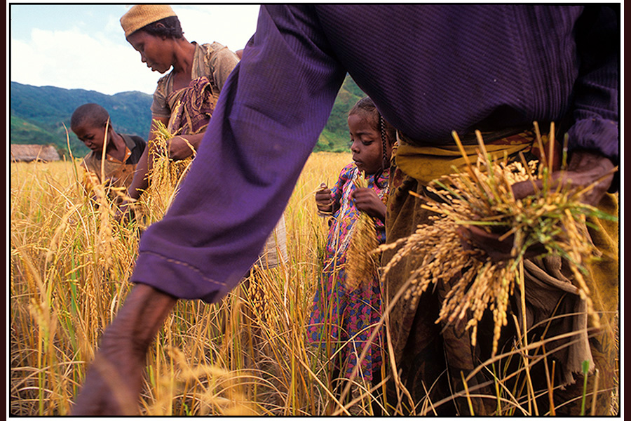  : Madagascar : Editorial Photography : Carl D. Walsh Photographer: Portrait Photography : Natural History Photographer