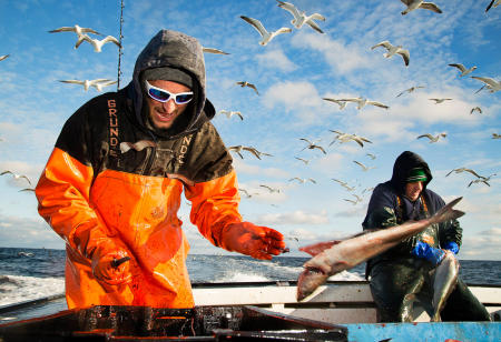 Commercial ground fishermen clean 650 lbs of haddock, pollock, cod and cusk on the way back to port in the Gulf of Maine.