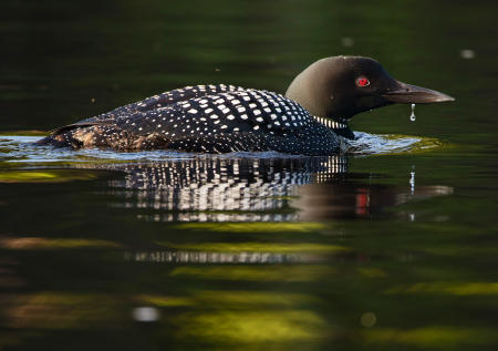 A common loon, water dripping from bill, swims in Maine's West Branch of the Penobscot River.