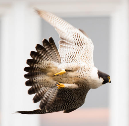A peregrine falcon soars between Maine mill buildings in quest for flying quarry such as pigeon.