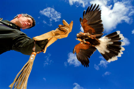 A harris hawk readies to land on the glove of Green Mountain Falconry's Rob Waite. Shot for Yankee Magazine. 