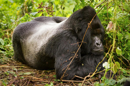 A silverback mountain gorilla relaxes in the highland forest of the Virunga Mountains in the eastern Democratic Republic of the Congo. Fewer than 800 exist in the world.
