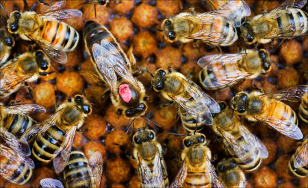 The queen bee is surrounded by the worker bees in a bee keepers hive.