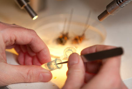 A Bowdoin College student works with insects during an entomology lab at the Brunswick, Maine college.  (Shot for US News & World Report Best Colleges Guide)