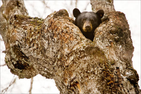 A hibernating American black bear pokes it head out of its tree-top den in Maine's North Woods.