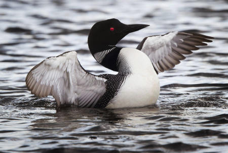 A common loon flaps its wings on the water in Rangeley Lake in Maine.