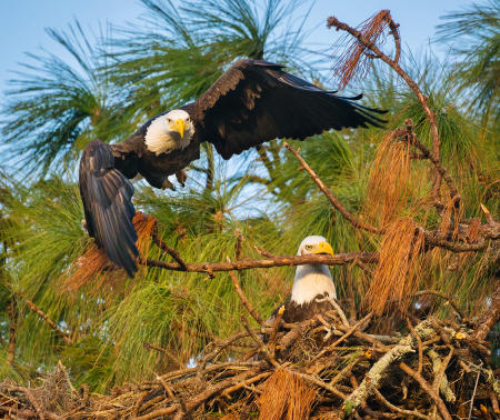 A male bald eagle launches from a perch near the nest as his mate clenches a branch in her beak, while trying to break it away.