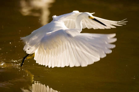 A snowy white egret (egretta thula) hovers in flight over the water, dragging its talons along the surface as a lure to attract bait fish while feeding.