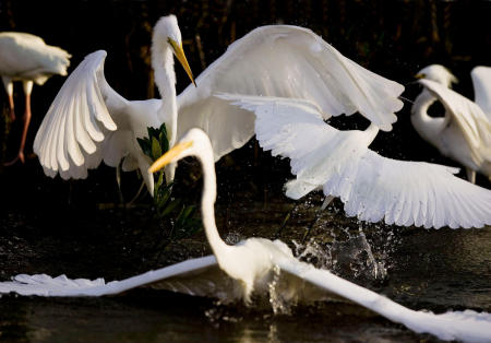 Great egrets and a snowy white egret do a dance while feeding in close proximity at J.N. Ding Darling National Wildlife Refuge in Sanibel, Florida.