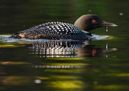 A common loon swims in the West Branch of the Penobscot near Baxter Park in Maine.