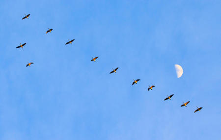 A skein of Canada geese fly north past the rising half moon in Maine.