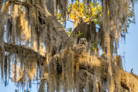 A pre-fledge, juvenile great horned owl looks out from its nesting tree 