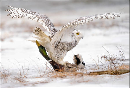 A snowy owl wrestles with a mallard in a coastal Maine estuary, where it winters from the Arctic.