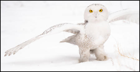 A curious young snowy owl peers into the camera lens as he flew in the direction of the photographer while hunting.