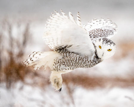 A female snowy owl hovers to reposition on a log perch while wintering on the Maine coast from their home range in the Arctic.