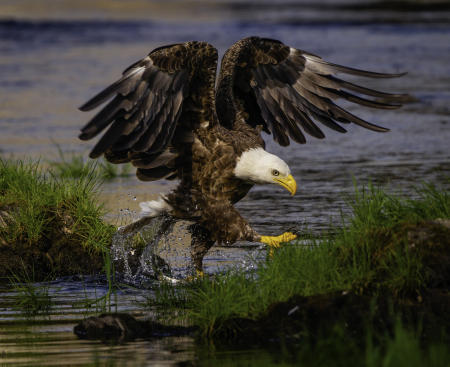 A bald eagle wings itself to the riverbank from the water while trying to get a hold of a alewife floating against the bank in a Central Maine river.