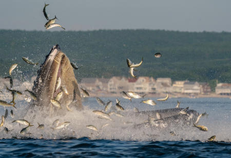 A humpback whale feeds on menhaden off White Horse Beach in Plymouth, Mass.