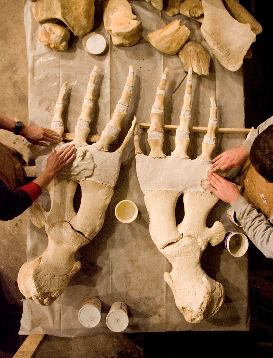 Marine skeleton articulators reconstruct pectoral flippers of a sperm whale for the Nantucket Whaling Museum.