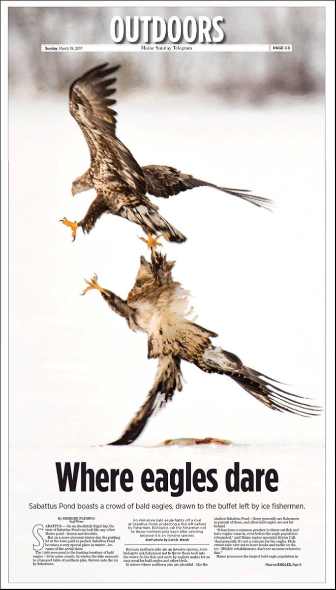 An immature bald eagle fends off a rival while protecting a pike left on the ice by fishermen.