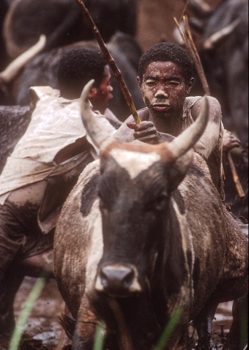Young men herd zebu cattle around the rice fields so their hooves break up the soil in preparation to plant.