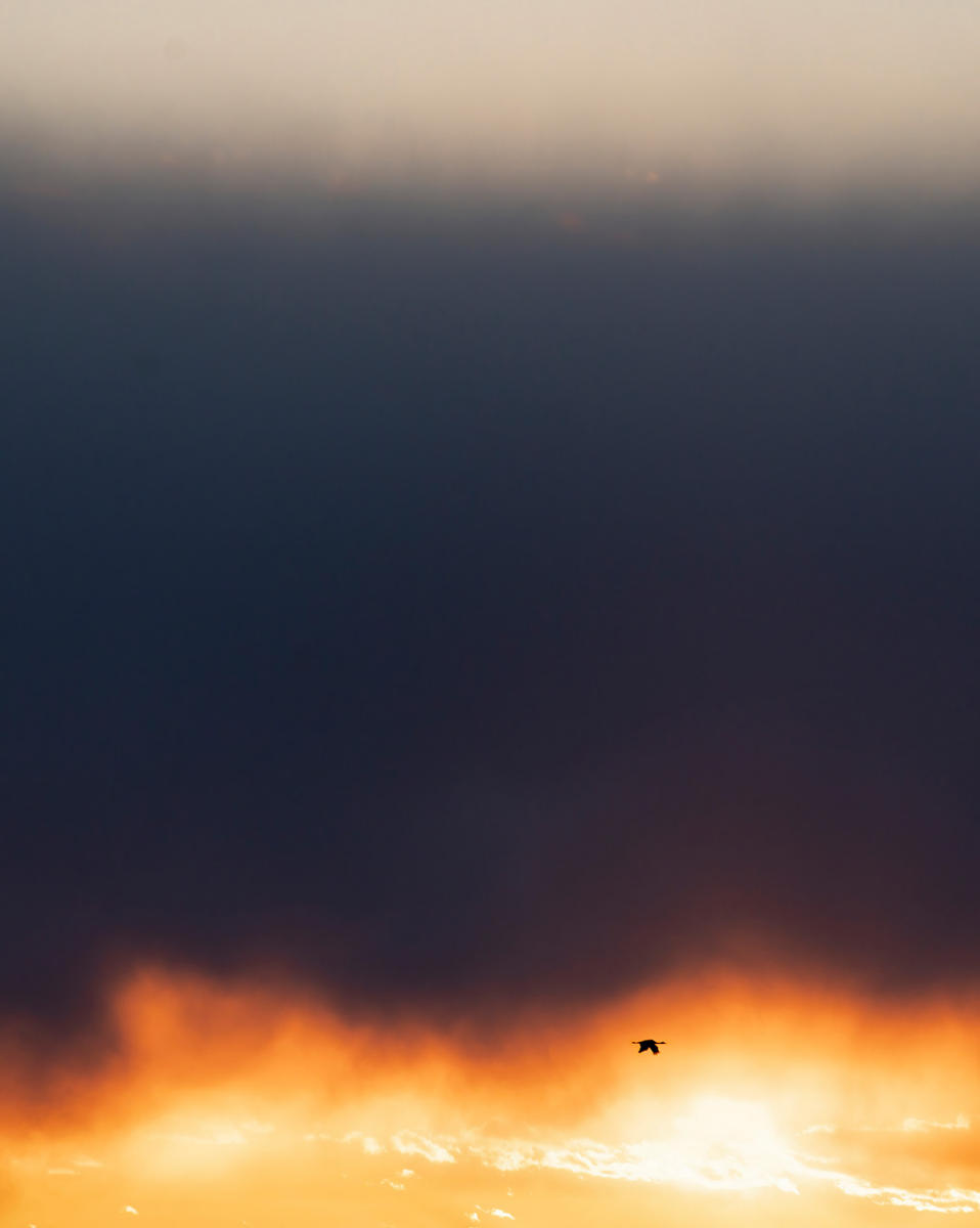 A lone sandhill crane flies past the setting sun, while heading back to the Platte River where the majority of the 650,000 migrating cranes spend the night. 