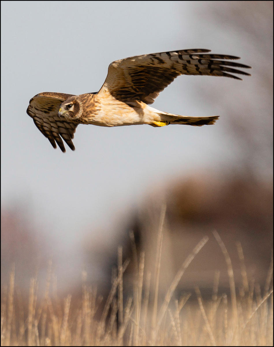 A northern harrier hovers to hunt in the prairie grass in central, Nebraska.