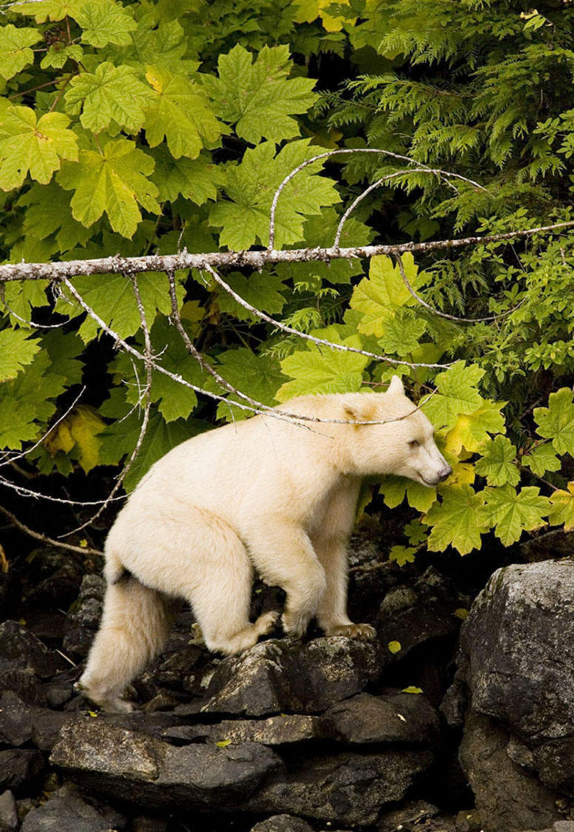 In the temperate rain forest on British Columbia's mountainous central coast lives a very rare bear.  Known as the white Kermode bear, the spirit bear and ghost bear,  it is not an albino, or a polar bear drastically out of its range, rather an otherwise common American black bear containing a recessive gene predisposing the white coat. About one in ten are born with this color phase and no more than a few hundred exist in the world, all of them in this remote coastal region of British Columbia.