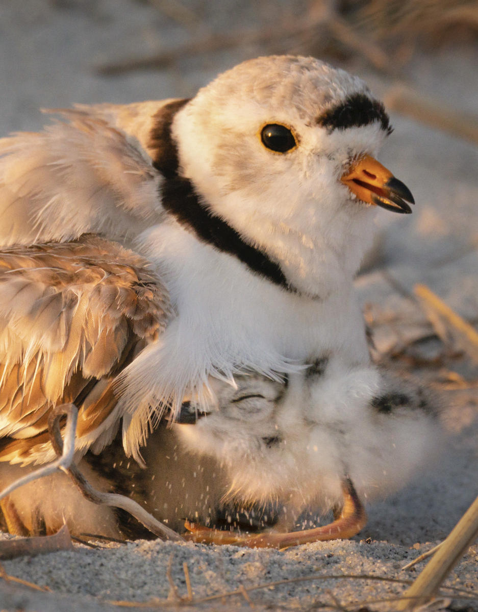 A days-old piping plover chick snuggles beneath its mother on  Maine coast beach.