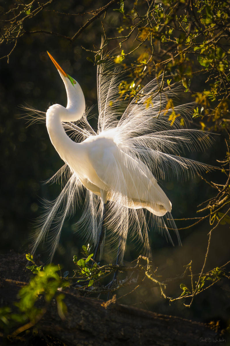 A male great egret displays its mating season plumage near the nest on Florida's Atlantic coast.