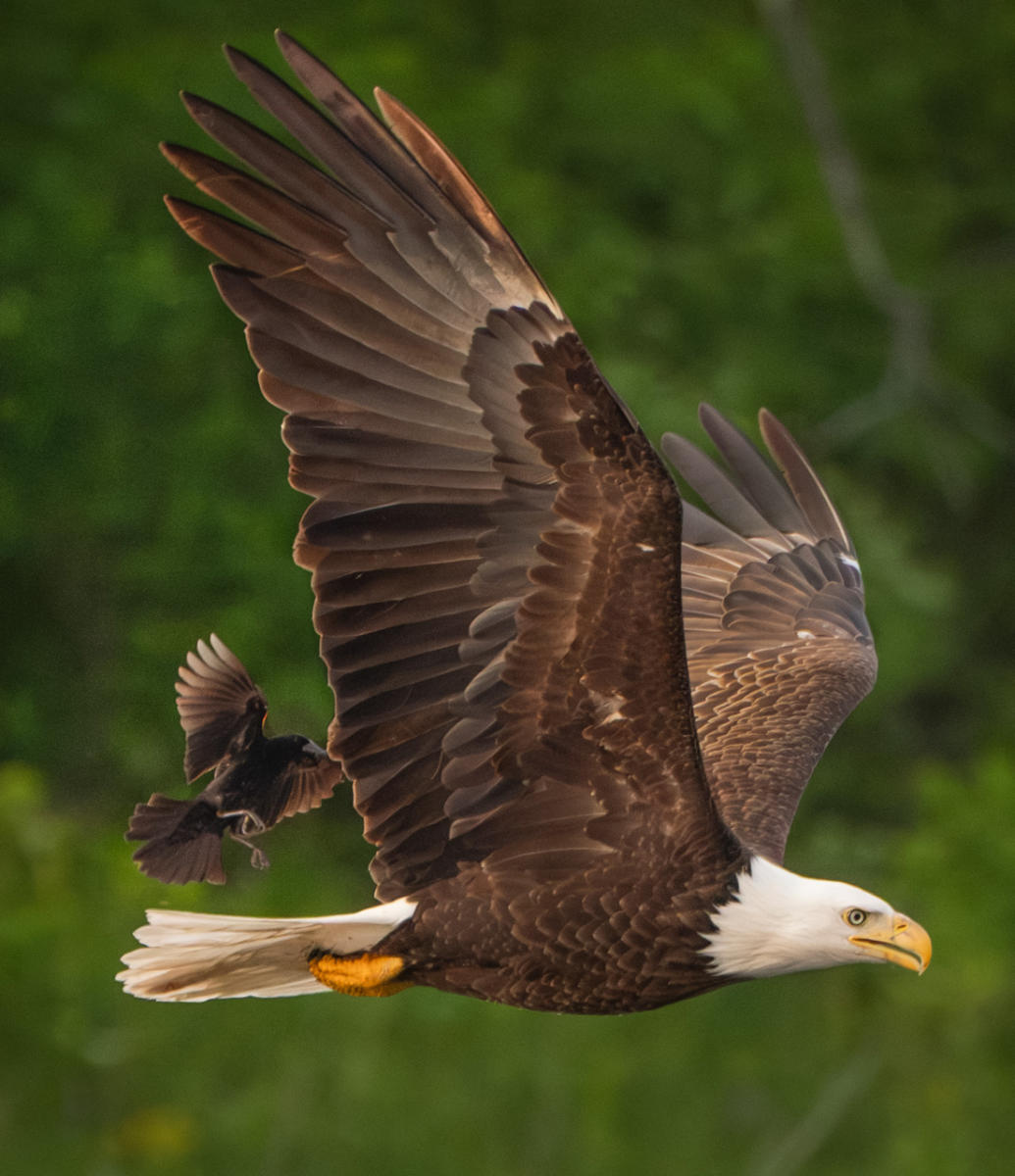 A Red-winged blackbird, chasing a bald eagle  in a probable territorial dispute, tries to land on its tail in flight.