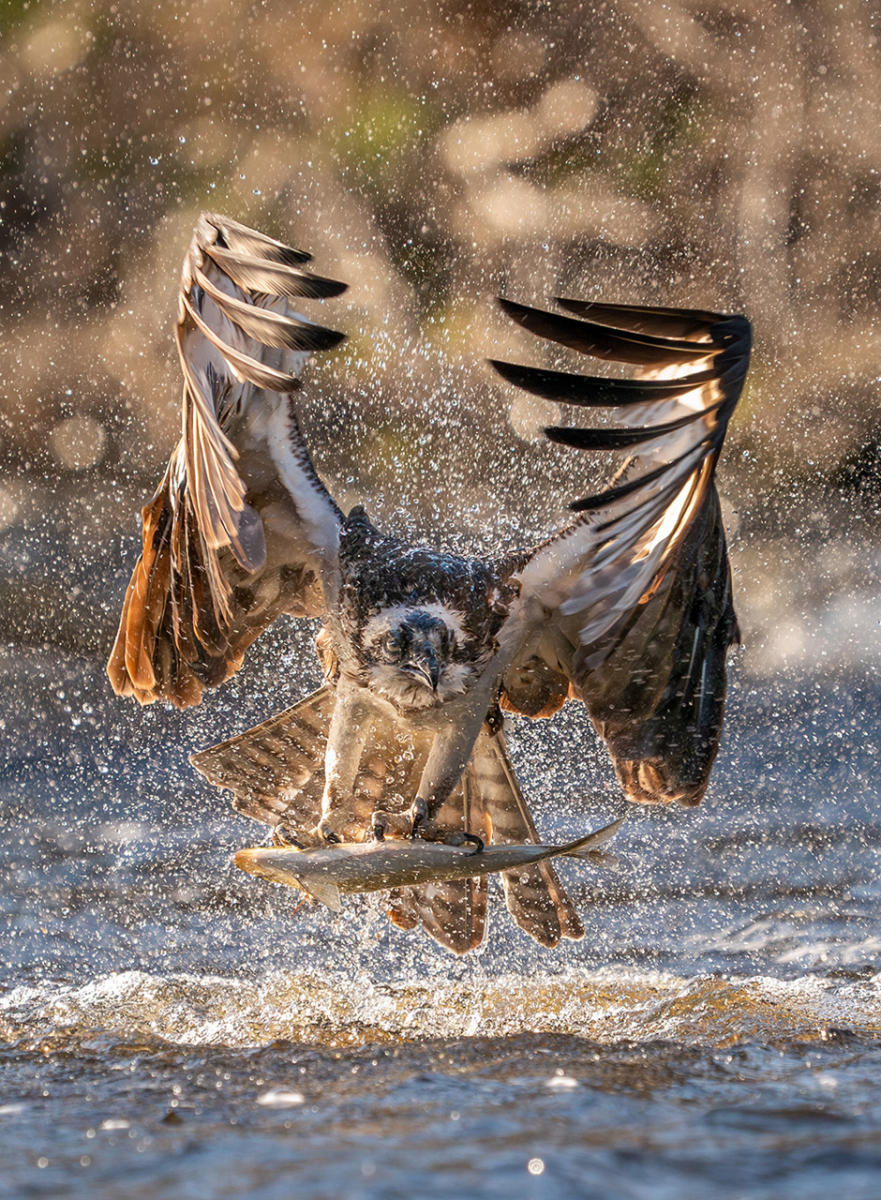An osprey emerges from the river after diving for an alewife.