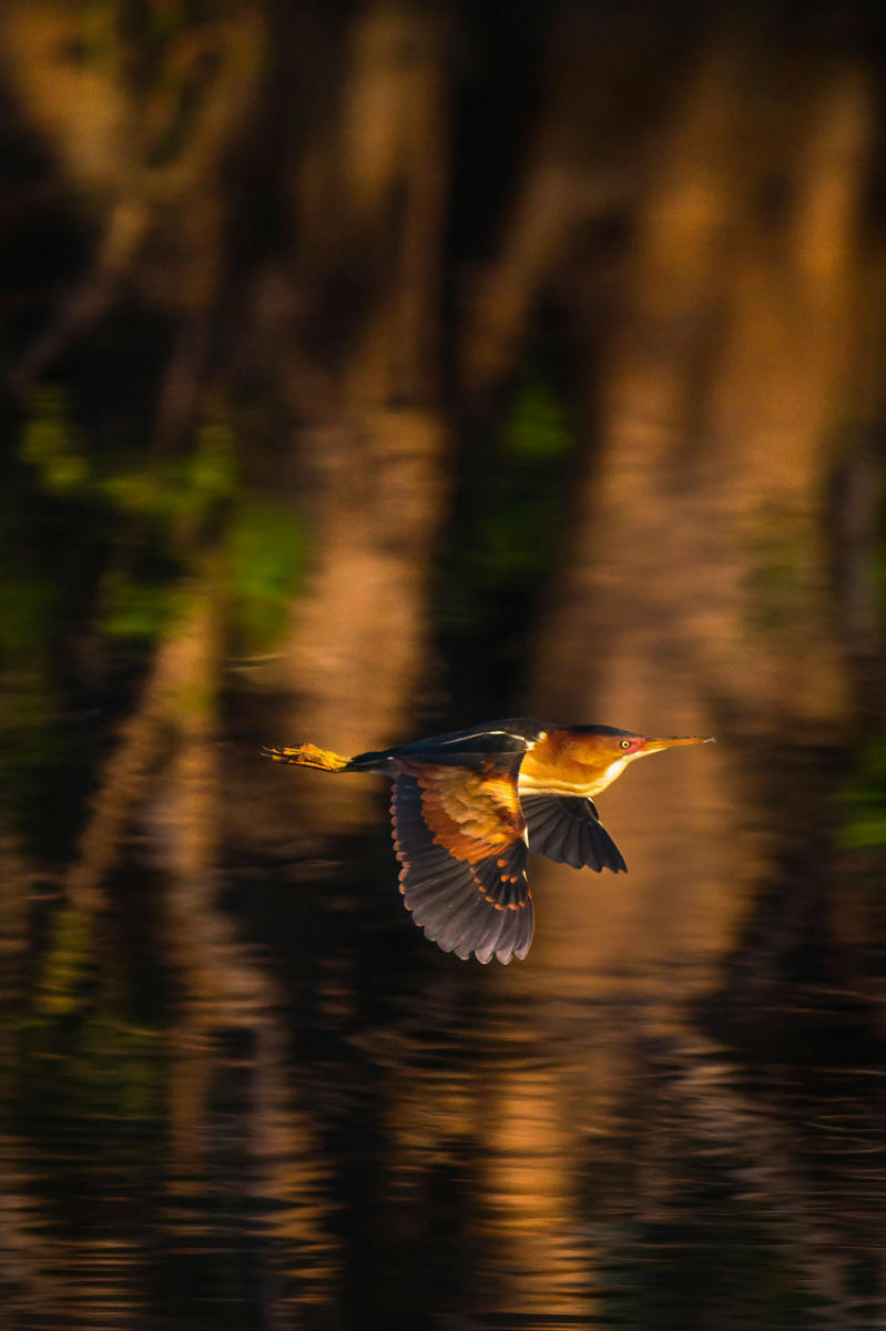 A least bittern flies low over the water in a Florida Wetland. 