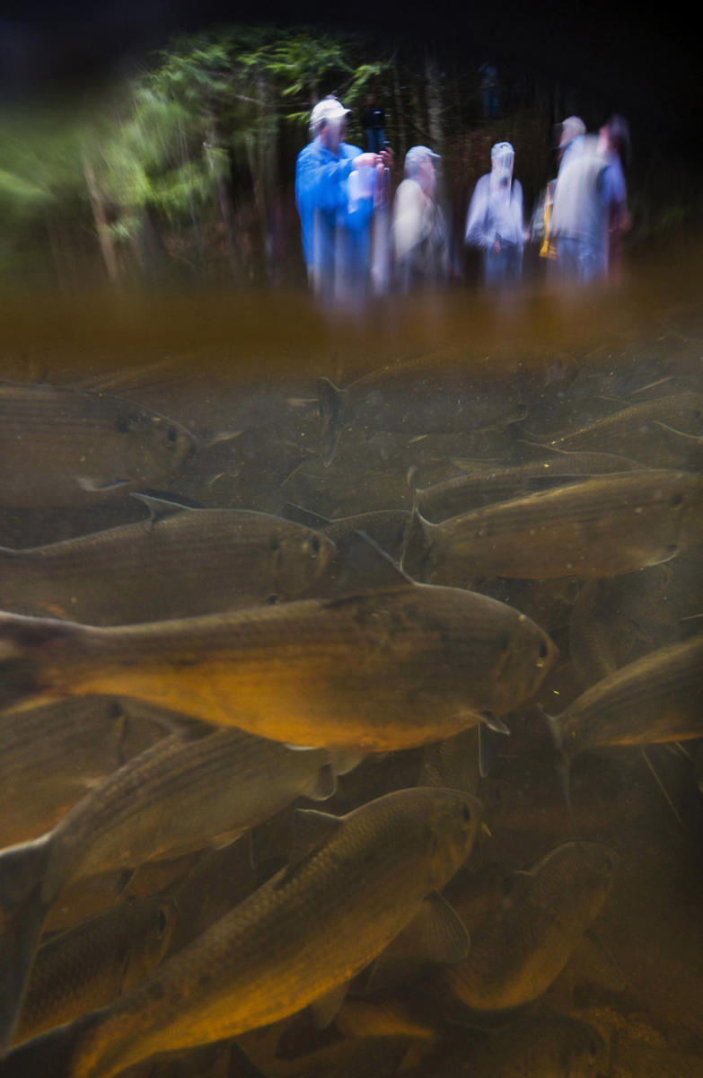 People view Casco Bay's  largest migrating fish run, where 30,000 alewife pass, in Westbrook's Mill Brook.